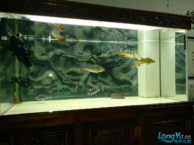 龍魚配魚除了虎還有什么？