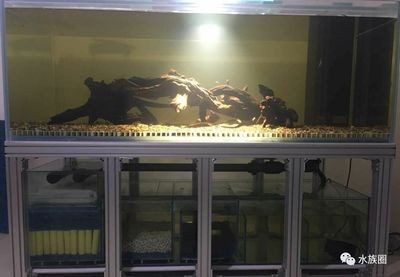 大型原生魚缸造景：原生魚缸造景的基本步驟