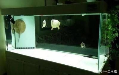大型魚缸清理缸壁水垢：如何清理大型魚缸的水垢