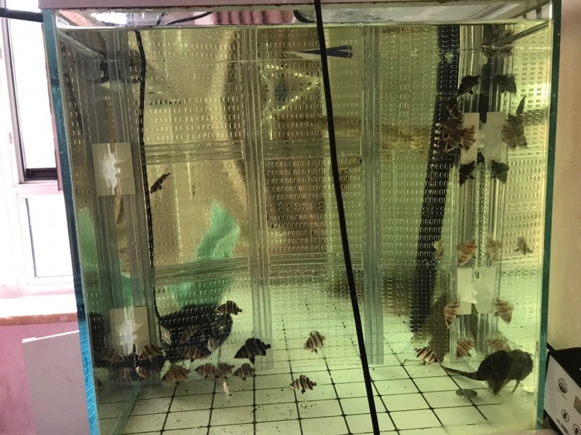虎魚怎么快速生漲