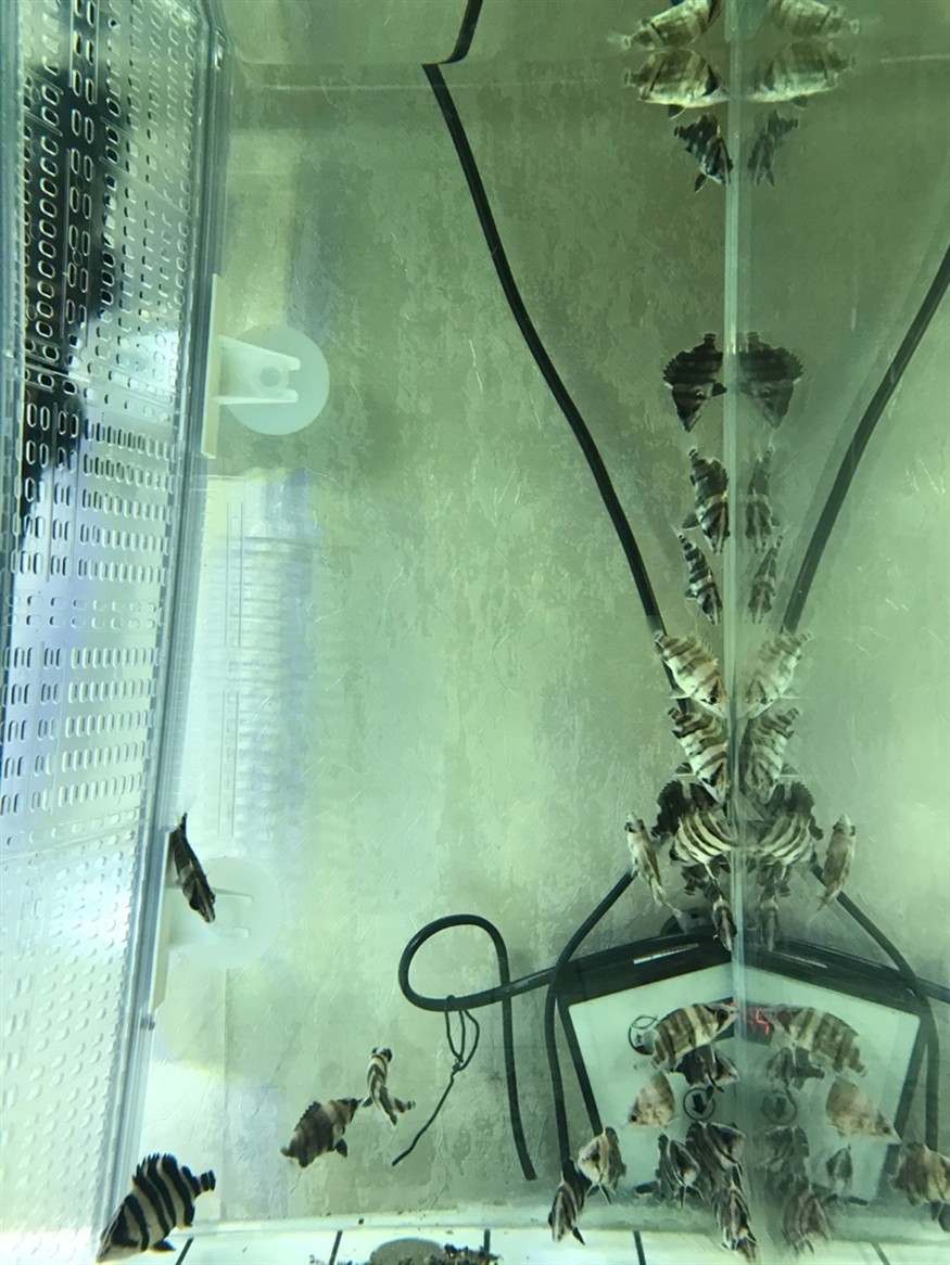 虎魚怎么快速生漲