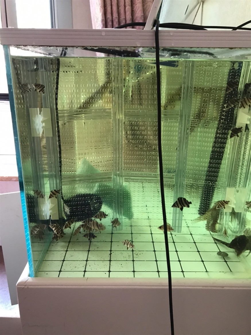 虎魚怎么快速生漲