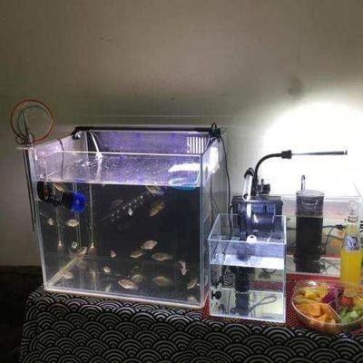 白魚缸適合養什么魚好：白色魚缸適合養什么樣的觀賞魚