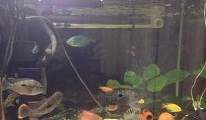 白魚缸適合養什么魚好：白色魚缸適合養什么樣的觀賞魚