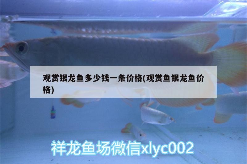 觀賞銀龍魚多少錢一條價格(觀賞魚銀龍魚價格) 觀賞銀龍魚多少錢一條價格(觀賞魚銀龍魚價格) 銀龍魚百科