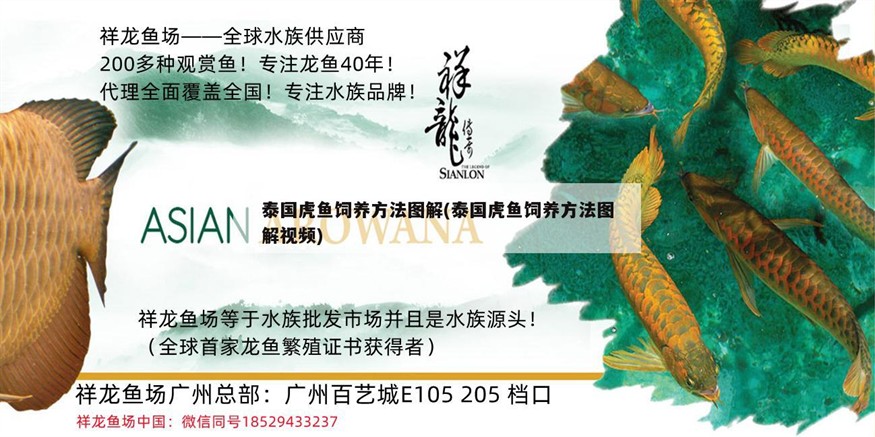 泰國虎魚飼養方法圖解(泰國虎魚飼養方法圖解視頻) 泰國虎魚飼養方法圖解(泰國虎魚飼養方法圖解視頻) 虎魚百科