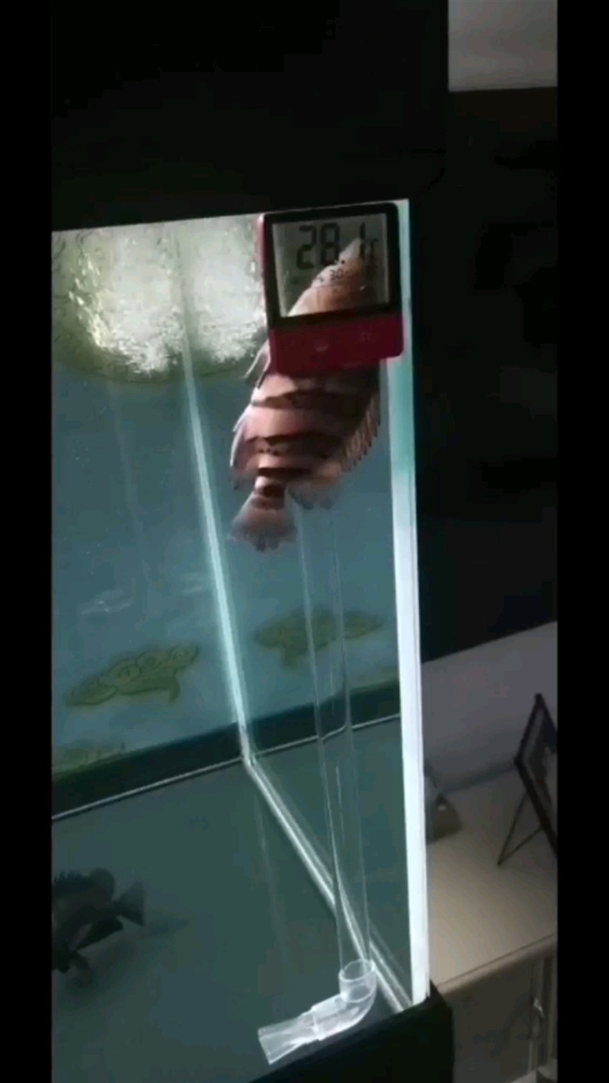虎魚倒立 求大神指教