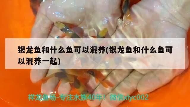 銀龍魚和什么魚可以混養(yǎng)(銀龍魚和什么魚可以混養(yǎng)一起)