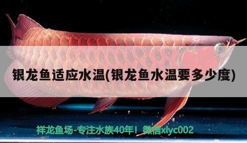 銀龍魚適應水溫(銀龍魚水溫要多少度)