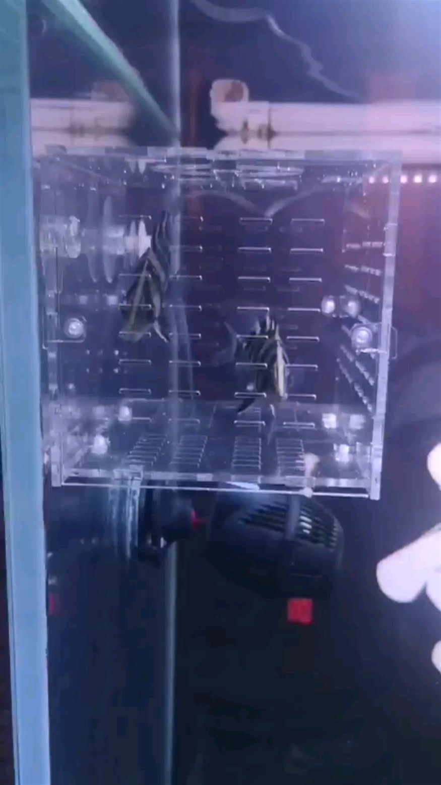 為什么關起來的虎魚都是明的