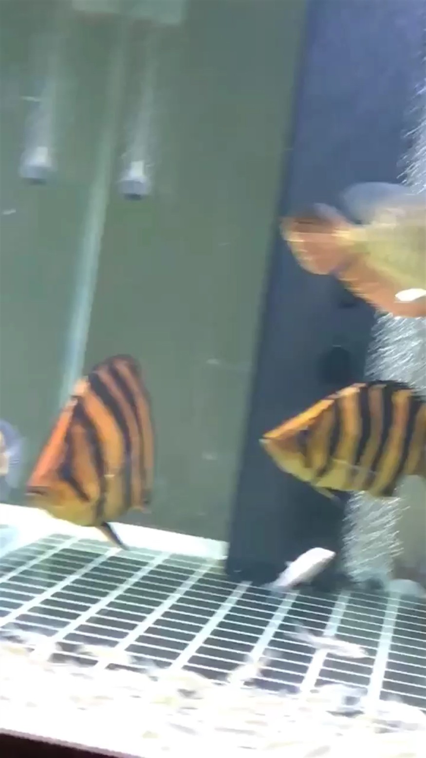 詳細(xì)閱讀:我也來曬曬我家的虎魚 我也來曬曬我家的虎魚