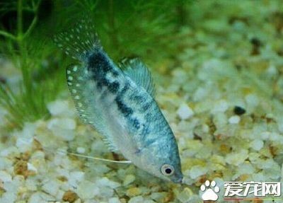 龍魚沉缸底是什么原因會好么 龍魚沉缸底是什么原因會好么 龍魚百科 第1張