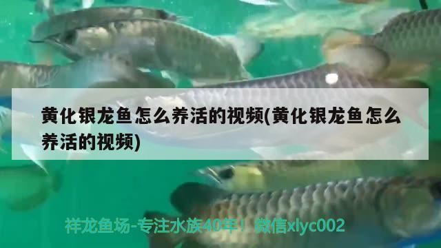 黃化銀龍魚怎么養活的視頻(黃化銀龍魚怎么養活的視頻)