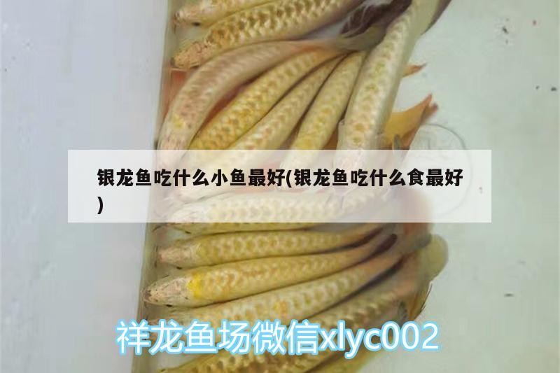還差個(gè)虎龍魚龍巔 虎魚百科 第2張 還差個(gè)虎龍魚龍巔 還差個(gè)虎龍魚龍巔 虎魚百科 第2張