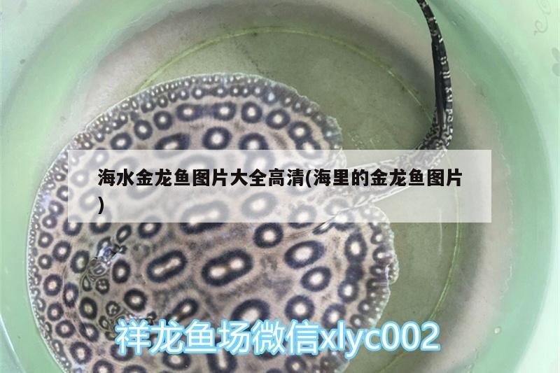 還差個(gè)虎龍魚龍巔 虎魚百科 第4張 還差個(gè)虎龍魚龍巔 還差個(gè)虎龍魚龍巔 虎魚百科 第4張