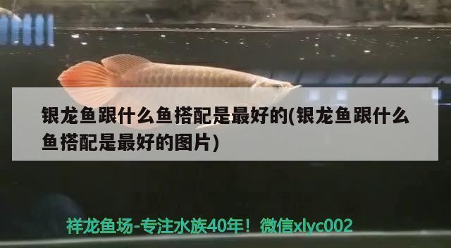 銀龍魚跟什么魚搭配是最好的(銀龍魚跟什么魚搭配是最好的圖片)