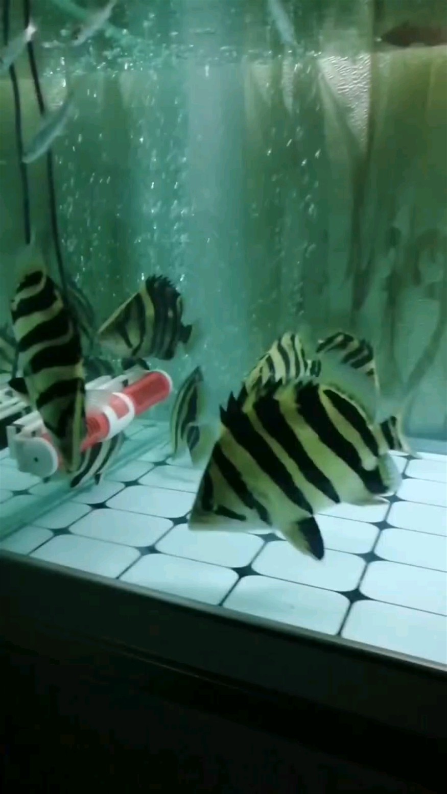 清新的蘇虎魚