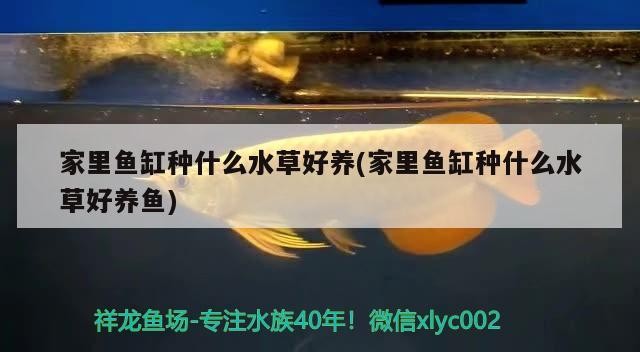 虎魚魚鰭有血絲