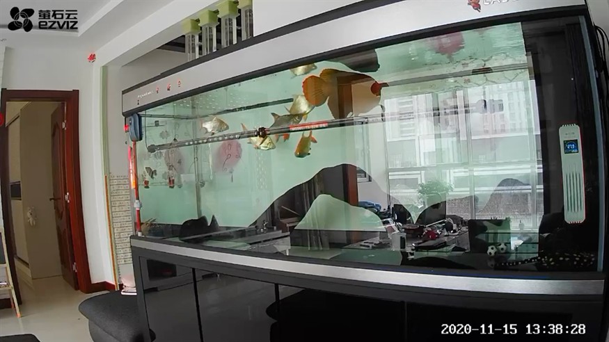 大魚吃小魚之虎魚