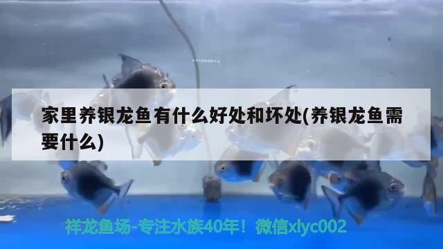 家里養銀龍魚有什么好處和壞處(養銀龍魚需要什么)