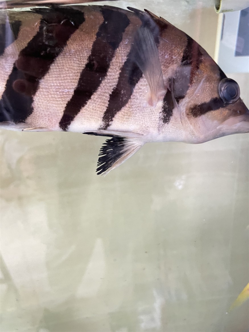 虎魚皮膚白色點神情呆滯