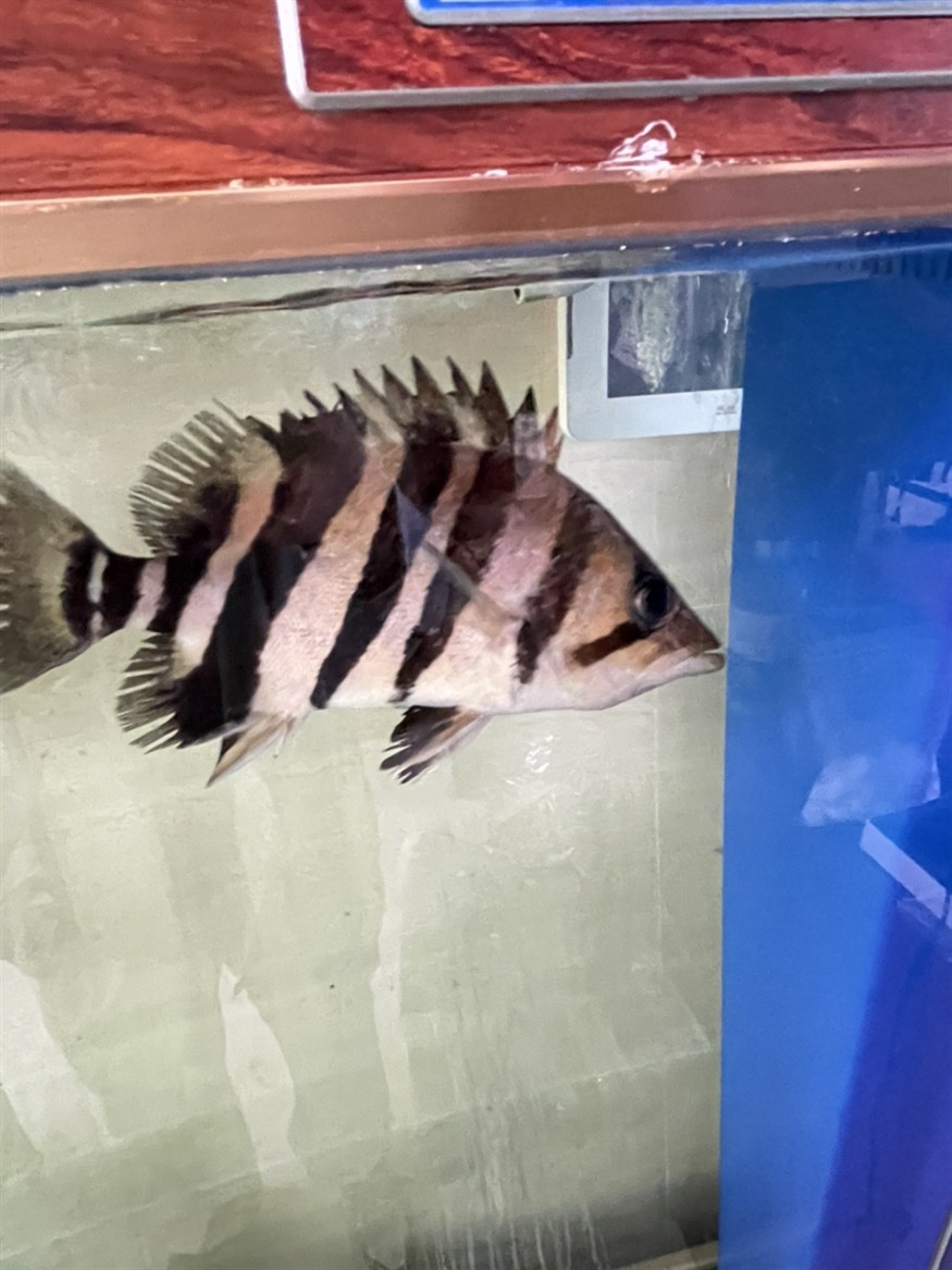 虎魚皮膚白色點神情呆滯
