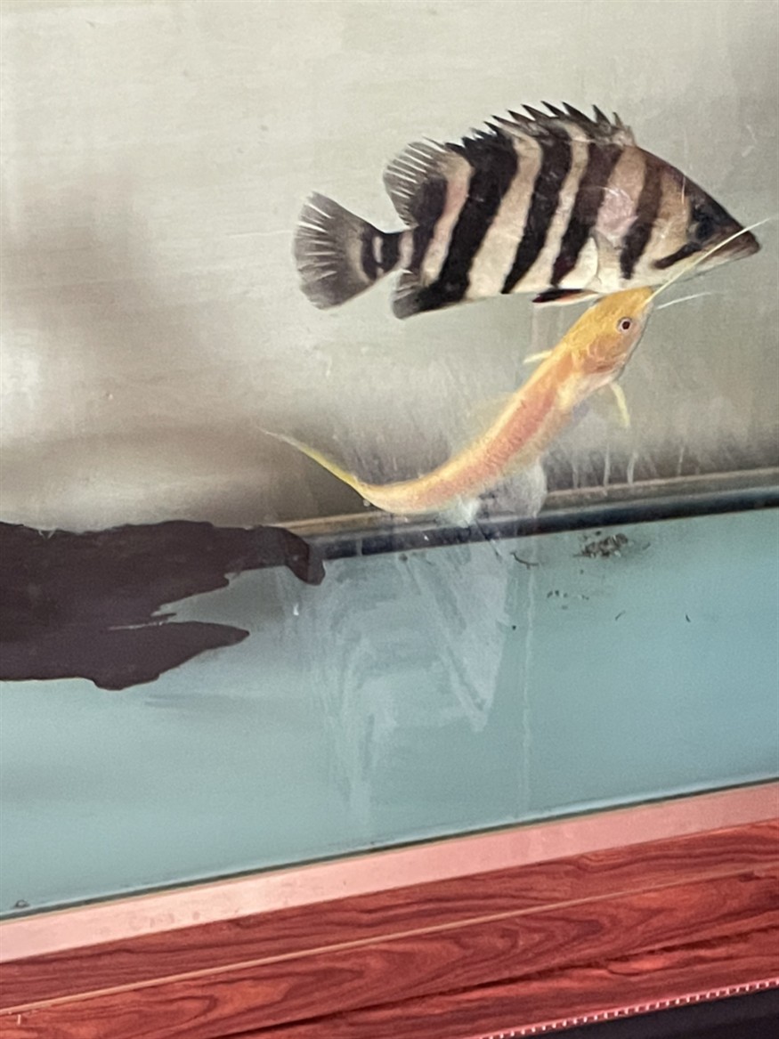 虎魚皮膚白色點神情呆滯
