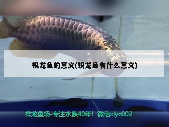 龍魚干蝦有營養(yǎng)嗎 銀龍魚的意義(銀龍魚有什么意義) 銀龍魚百科 銀龍魚的意義(銀龍魚有什么意義) 銀龍魚的意義(銀龍魚有什么意義) 銀龍魚百科