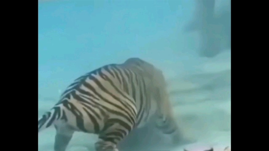 買虎魚嘛