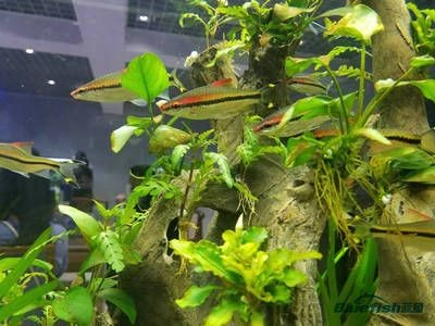 大型魚(yú)缸種什么水草最好：如何選擇適合自己的水草？