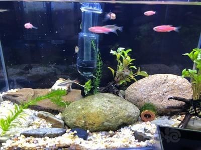 大神魚缸造景圖：魚缸造景的基本步驟