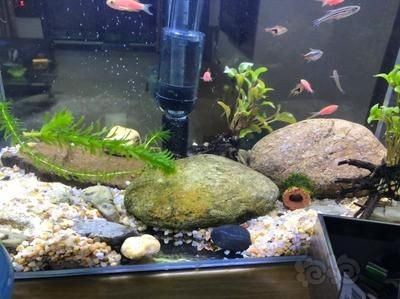 大神魚缸造景圖：魚缸造景的基本步驟