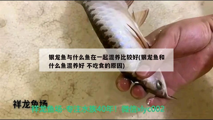 魚缸 銀龍魚與什么魚在一起混養比較好(銀龍魚和什么魚混養好不吃食的原因) 銀龍魚百科 銀龍魚與什么魚在一起混養比較好(銀龍魚和什么魚混養好不吃食的原因) 銀龍魚與什么魚在一起混養比較好(銀龍魚和什么魚混養好不吃食的原因) 銀龍魚百科