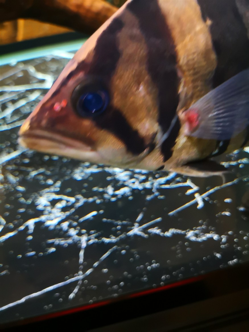 虎魚鰭根部紅腫、充血