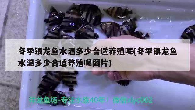冬季銀龍魚水溫多少合適養殖呢(冬季銀龍魚水溫多少合適養殖呢圖片) 冬季銀龍魚水溫多少合適養殖呢(冬季銀龍魚水溫多少合適養殖呢圖片) 銀龍魚百科