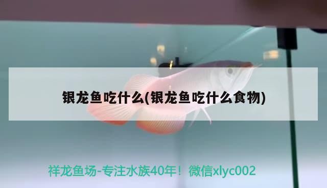 有沒有其他野生紅龍魚的視頻推薦？（關(guān)于紅龍魚的視頻推薦）