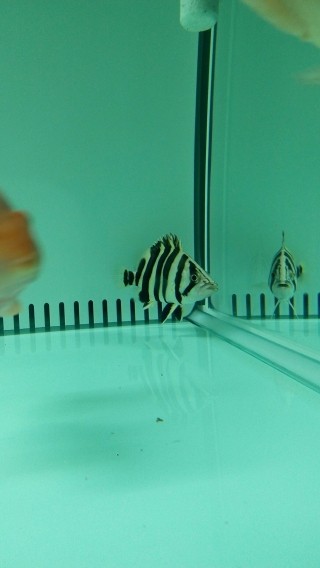 小虎正吃魚