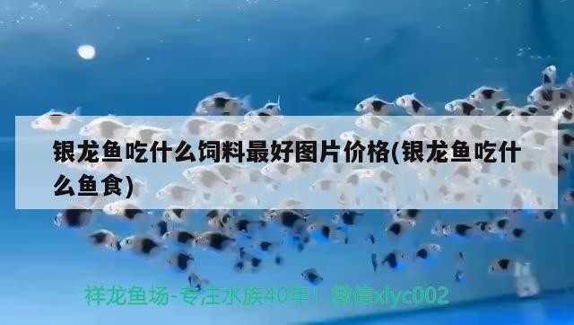 銀龍魚吃什么飼料最好圖片價格(銀龍魚吃什么魚食)