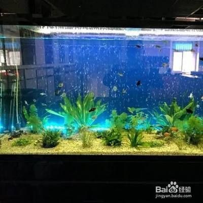 大魚缸漏水怎么辦：大魚缸漏水問題需要及時(shí)處理以避免進(jìn)一步損失 大魚缸漏水怎么辦：大魚缸漏水問題需要及時(shí)處理以避免進(jìn)一步損失 魚缸百科 第3張
