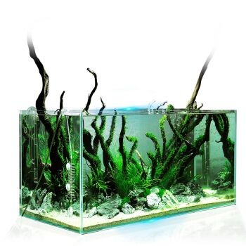不換水的生態魚缸：不換水的生態魚缸是一種怎樣的存在？