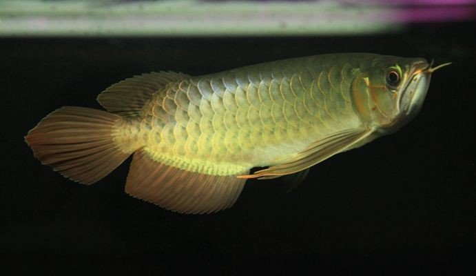 泗水超血王紅龍魚：泗水超血王紅龍魚市場價格 泗水超血王紅龍魚：泗水超血王紅龍魚市場價格 紅龍魚百科 第5張
