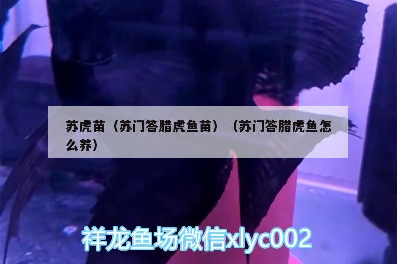 蘇虎苗（蘇門答臘虎魚苗）（蘇門答臘虎魚怎么養）