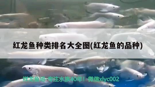 白子銀龍魚用什么顏色的背景好養(yǎng)活呢(銀魚白色的好還是黃顏色的好)