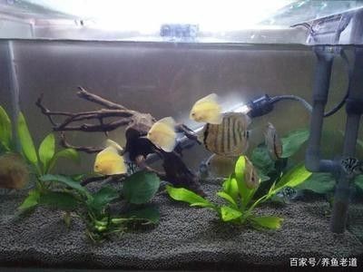 龍魚跟虎魚打架嗎能吃嗎