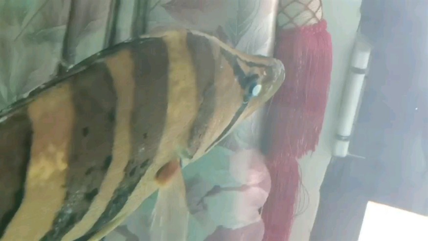 請教治療虎魚蒙眼的好方法