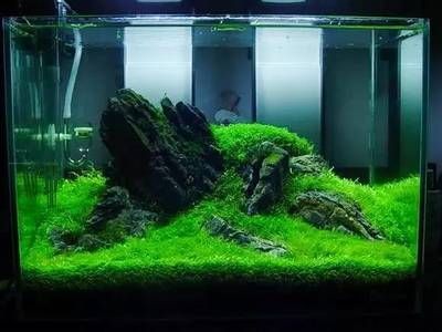 布置生態(tài)魚缸效果圖：生態(tài)魚缸的設(shè)計(jì)理念 布置生態(tài)魚缸效果圖：生態(tài)魚缸的設(shè)計(jì)理念 魚缸百科 第1張