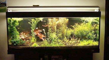 布置生態(tài)魚缸效果圖：生態(tài)魚缸的設(shè)計(jì)理念 布置生態(tài)魚缸效果圖：生態(tài)魚缸的設(shè)計(jì)理念 魚缸百科 第3張
