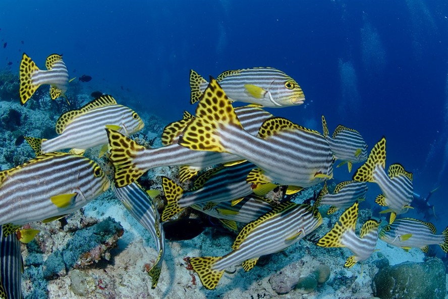 打卡虎魚 打卡虎魚 虎魚百科 第2張