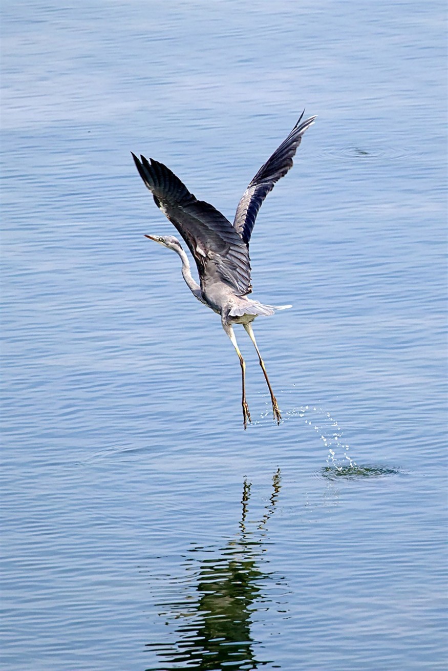 龍魚(yú)與虎魚(yú)混養(yǎng)打架怎么辦視頻（龍魚(yú)如何混養(yǎng)不打架）