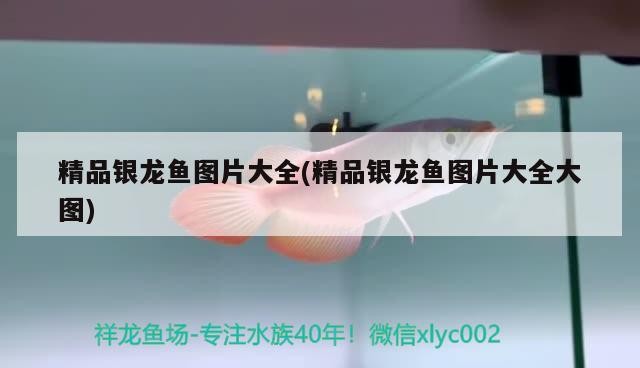 精品銀龍魚圖片大全(精品銀龍魚圖片大全大圖)